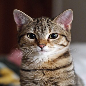Gatto europeo4